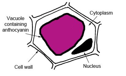 purple beetroot cell membrane